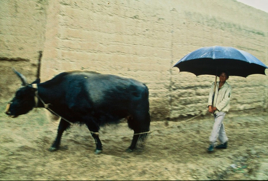 Yak Herder, China
